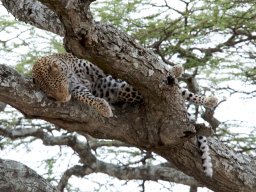 Western_Corridor2009-105